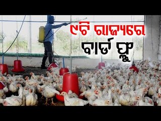 Delhi, Maharashtra Confirm Bird Flu Cases