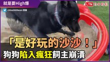 「這個沙子超好玩的！」拉布拉多犬玩到陷入瘋狂　 飼主超無奈