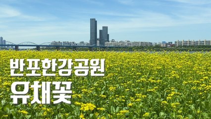 랜선여행 반포한강공원 서래섬 유채꽃 (Korea Online Tour, Banpo Hangang park Seorae Island Rape Flower) / 디따