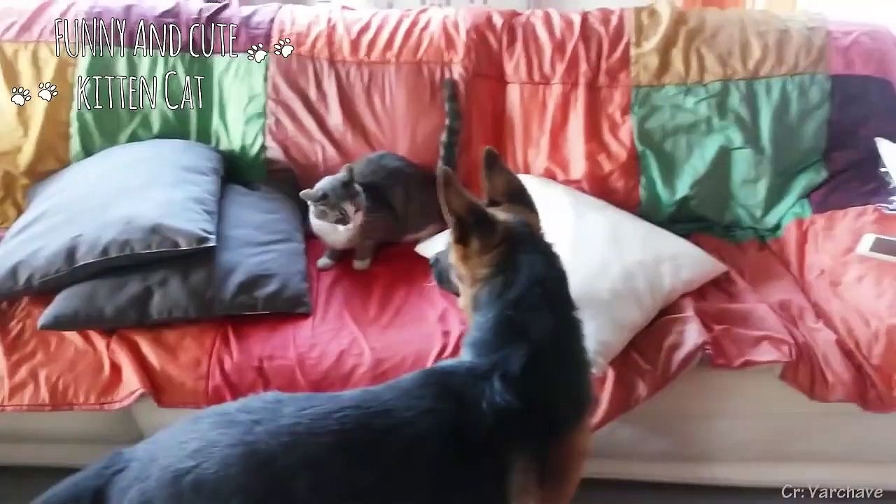 "Dog - Cat" Is An Oxymoron    Funny Moments Between Dogs And Cats Together