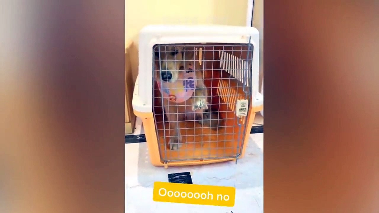 Try Not To Laugh - Funny Moments Animals Trolling Babies  Funny Baby Videos Compilation