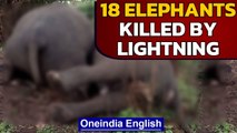 Assam: 18 elephants die due to 'lightning strike', team investigates | Oneindia News