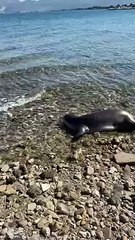 Φθιώτιδα: Φώκια στην παραλία των Λιβανατών (φωτο & video)