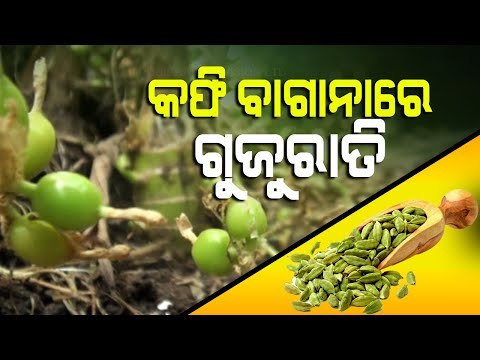 Special Story | After Coffee, Koraput Soil Yields Cardamom As Well-OTV Report