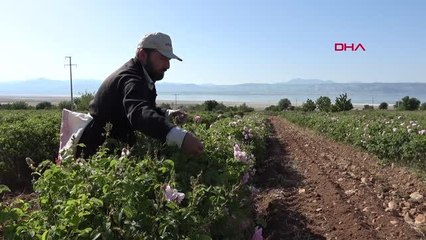 Gül tarlalarında buruk hasat