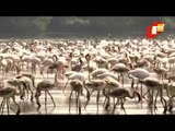 Large Number Of Migratory Flamingo Birds Flock Lake In Nerul, Navi Mumbai
