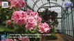Belgium's Laeken royal greenhouses open to public amid pandemic