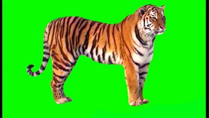 Green screen tiger video_#greenscreentigervideo_#greenscreen_#chroma_#kinemastergreenscreen