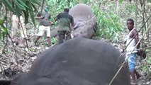 18 elefantes muertos por rayos durante una fuerte tormenta al norte de la India