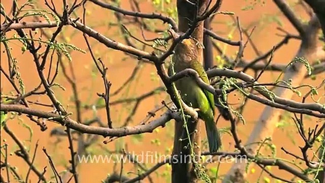 Asian Large Green Barbet at its nest-hole