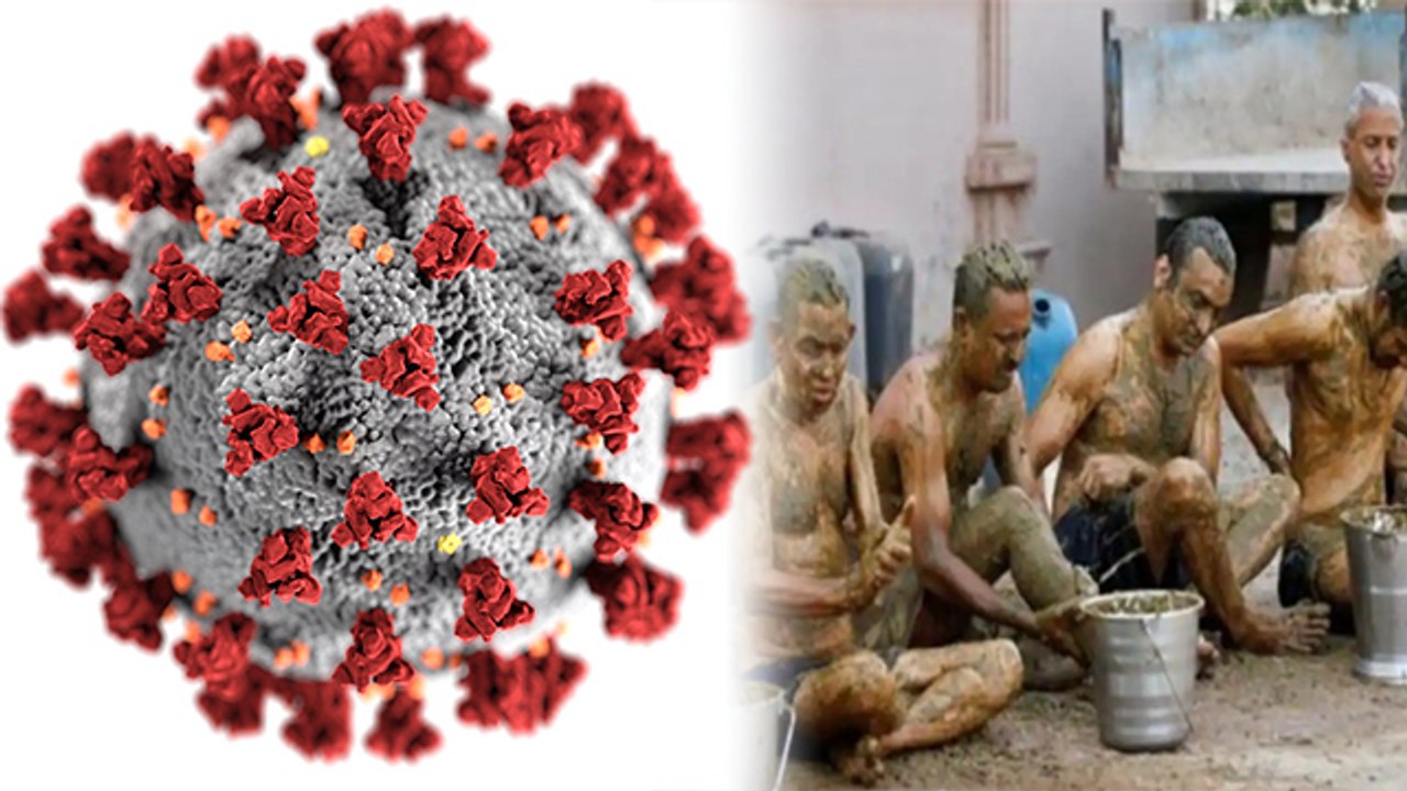Coronavirus से बचाने में गोबर और गौमूत्र का क्या सच मे हैं फायदेमंद?, जानें क्या कहते हैं Doctors