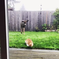 Friendly Deer Comes Close to Meet Kitty