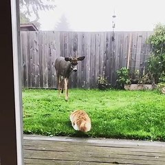 Friendly Deer Comes Close to Meet Kitty