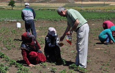 TARIM İŞÇİLERİ, BAYRAMDA ÇALIŞMAYA DEVAM EDİYOR
