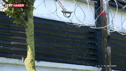 Havalar ısındı, Büyükçekmece'yi 'kronomid' sardı