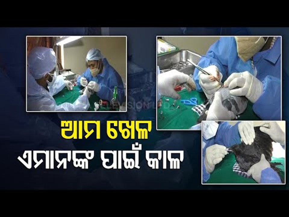 Surat | Medical Camp For Providing First Aid To Birds Injured By Kite Strings During Uttarayan