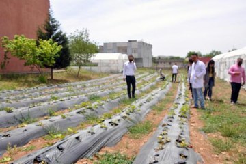Son dakika haberleri... LİSELİ ÖĞRENCİLER, EKTİKLERİ SEBZELERİN HASADINA BAŞLADI