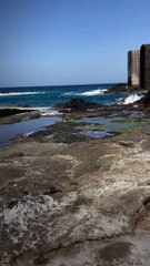 Paraplegic Pup Chases Ball Along the Shore