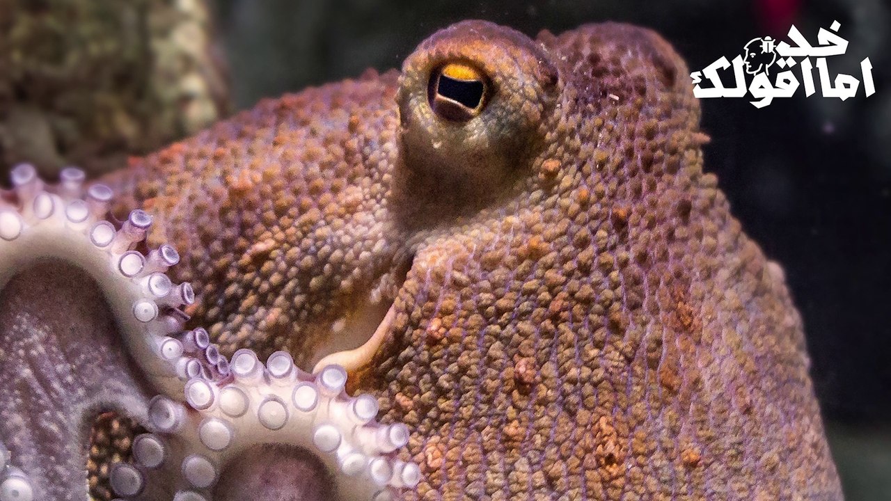 ❰ الاخطبوط ▞ وحش الاعماق ❱