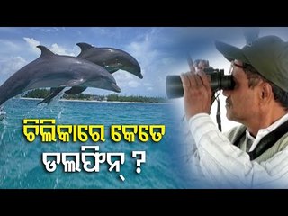 Dolphin Counting Begins In Chilika From Today