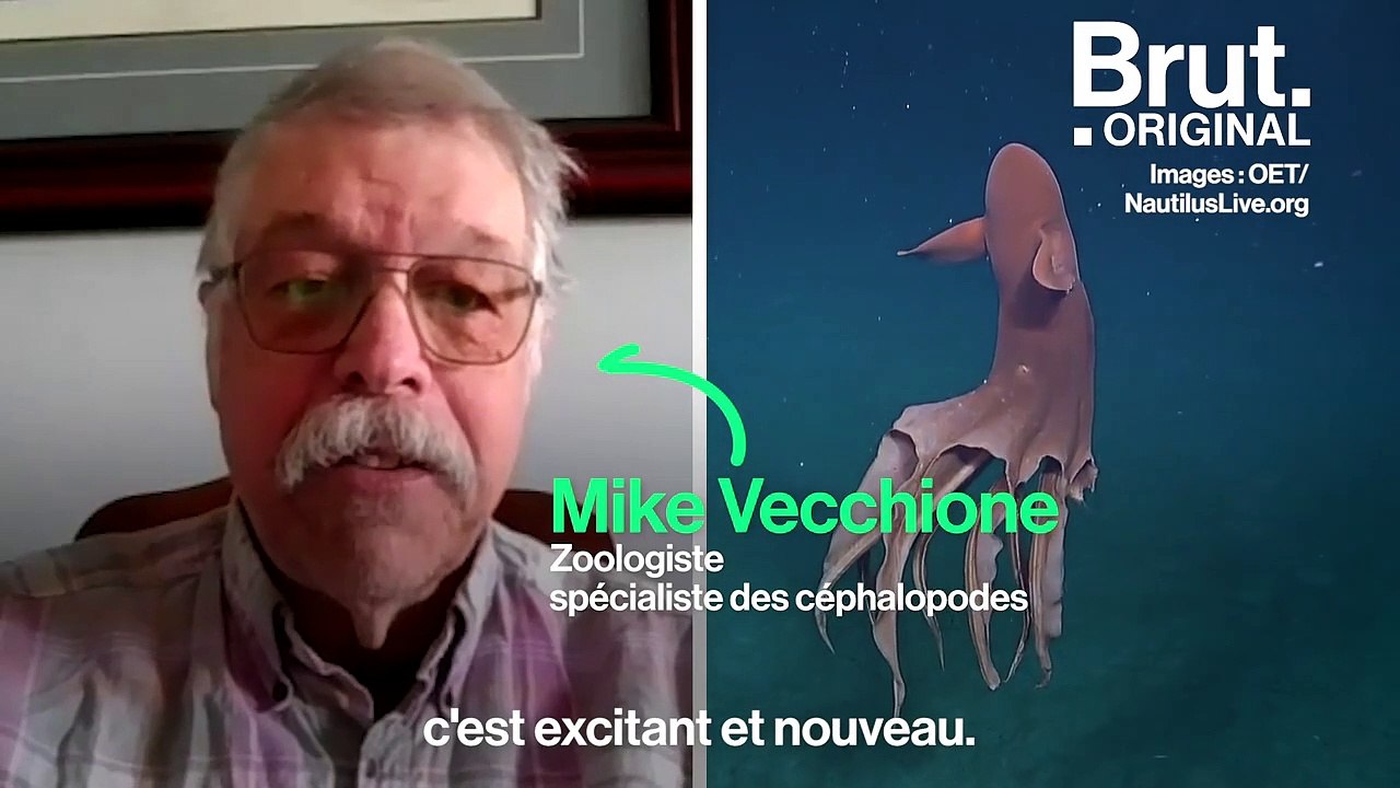 Cet octopus a une technique originale pour tromper ses prédateurs