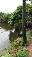 Dog Dives in to Save Person From Drowning