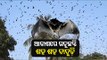 Thousands Of Bats Fly Over Rayagada Sky, Locals Stunned