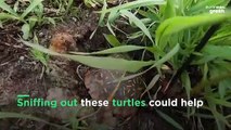 These 'turtle dogs' are helping to save a threatened species from extinction