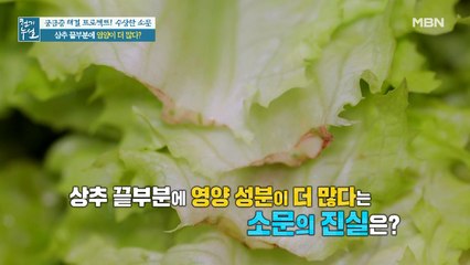 상추 끝부분에 영양 성분이 더 많다? 줄기 끝 하얀 즙의 정체!