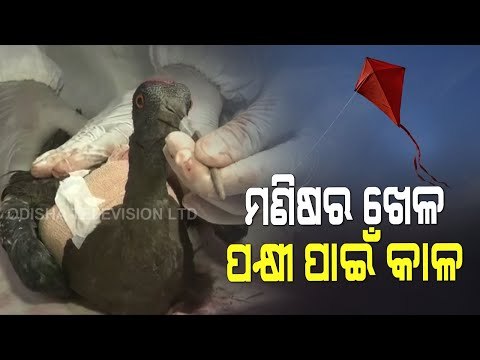 Special Story | NGO In Gujarat Treats Birds Injured By Manja Of Kites