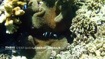 Connaissance des Outre-mer - C'est quoi la mer de corail