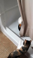 Goose's Bath Time Interrupted by Cheeky Kitty