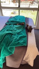 Falling Ferret Does Backflip off Bed