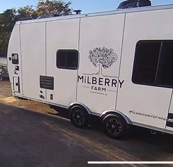 Confused Birds Fly Into Side of Trailer