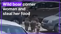 Wild boar corner Italian woman and steal her food shopping