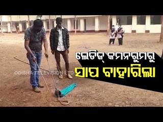 Cobra Recovered From School In Jajpur