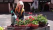 Alsace : les riverains d'Eguisheim préparent dans la joie le concours de fleurs