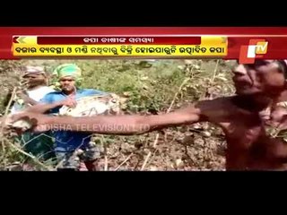 Cotton Farmers In Ganjam Face Hard Time Selling Produce Sans Mandi-OTV Report