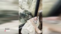 شاهد: غوريلا تتفاعل مع أم وطفل صغير في حديقة حيوان فرانكلين