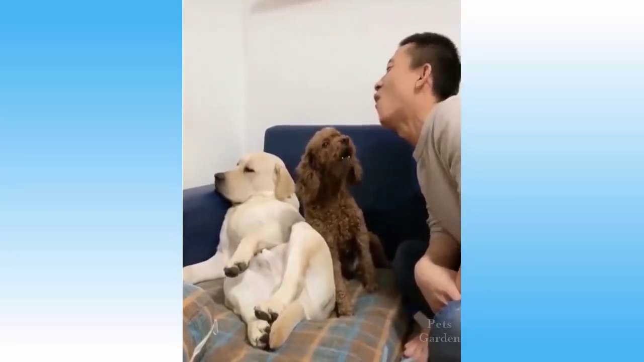 Cute Pets And Funny Animals Compilation #108 _ Pets Garden