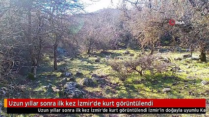 Uzun yıllar sonra ilk kez İzmir'de kurt görüntülendi