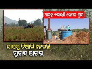 Lemon Grass Farming Transforming Lives In Boudh District