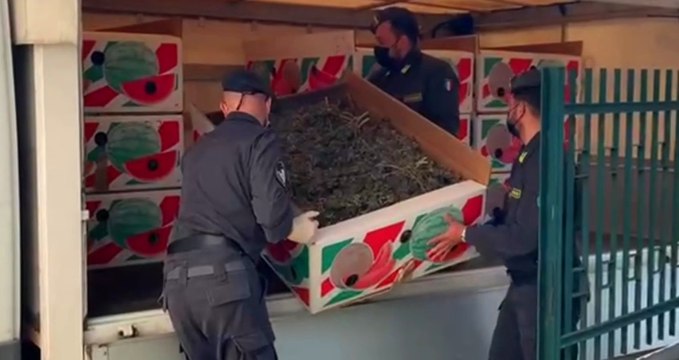 Canapa Antal coltivata al posto degli asparagi per rifornire Coffee Shop : sequestro nel Padovano (14.05.21)