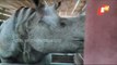 Rhino That Strayed Out Of Kaziranga Tranquilized, Sent To Assam State Zoo