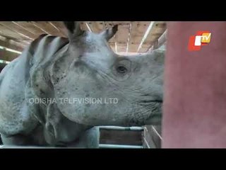 Rhino That Strayed Out Of Kaziranga Tranquilized, Sent To Assam State Zoo