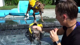 Teaching My Dogs How To Swim :)