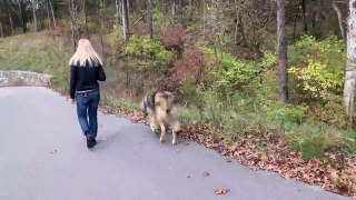 Reactions From People and Dogs While Walking Wolf Dog Puppies In Crowded Park. What You Can Expect