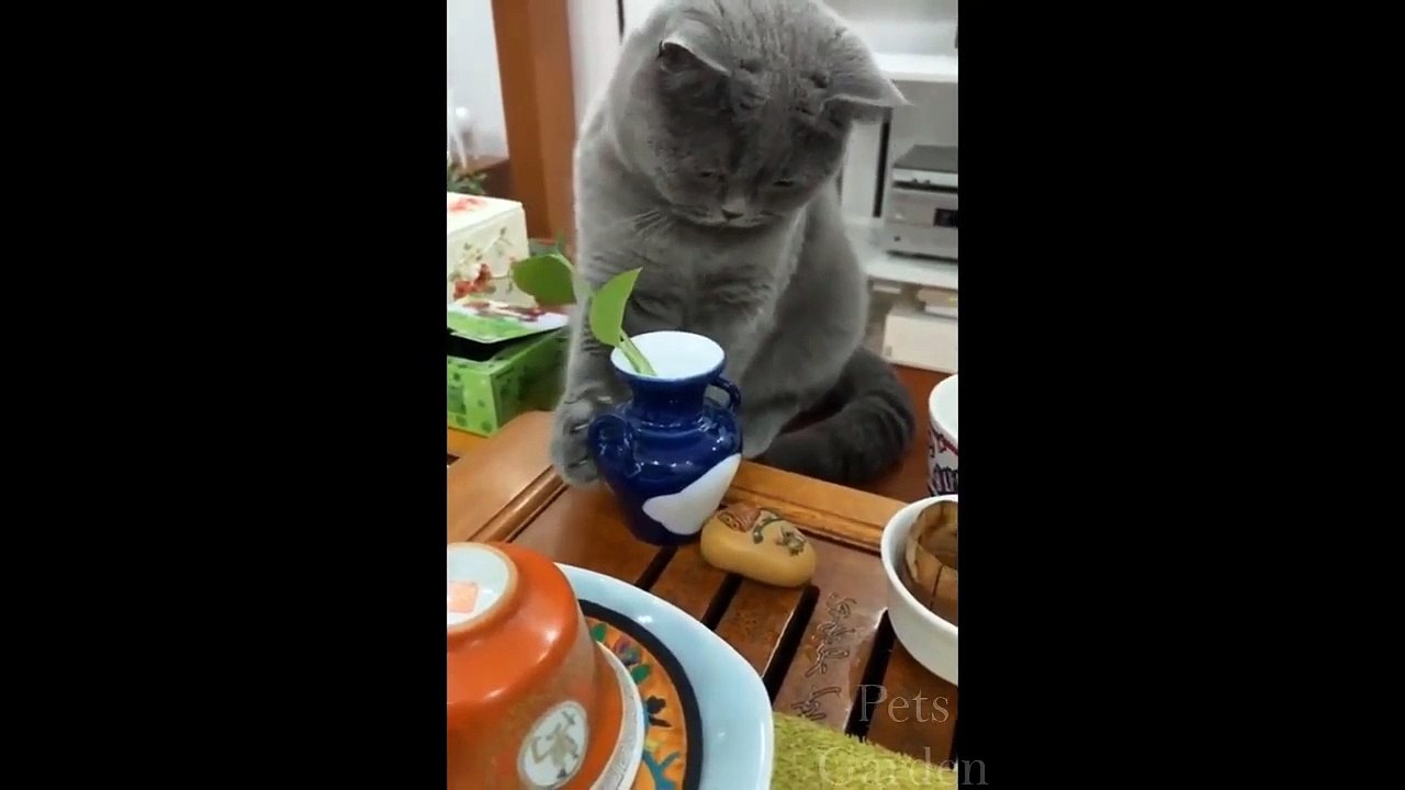 Cute Pets And Funny Animals Compilation #19