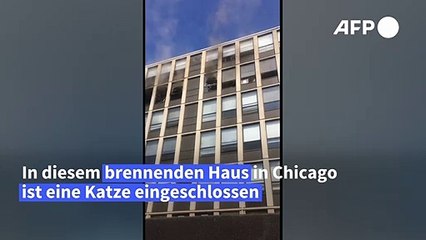 Flucht vor Feuer: Katze springt aus fünftem Stock