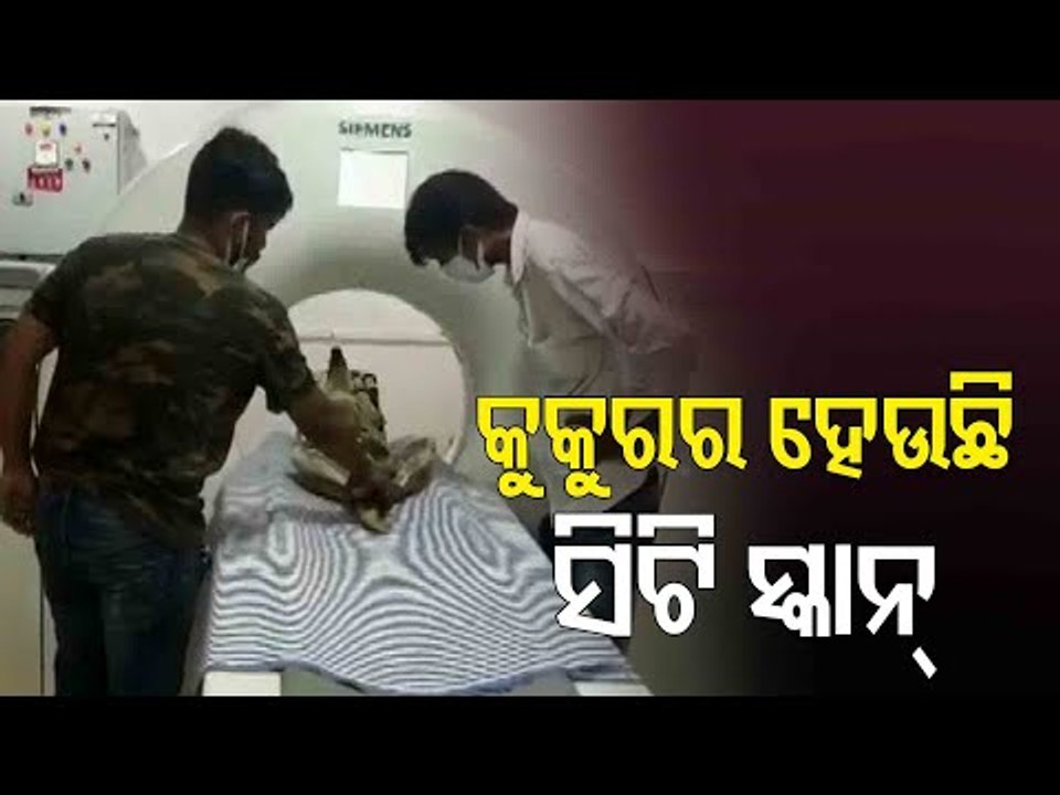 Bhubaneswar | Stray Dog Undergoes CT Scan, Brain Tumour Detected
